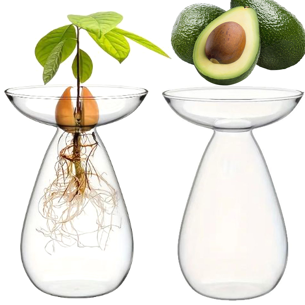 Avocado Seed Starter Hydroponi – Propagation Station Vase Bewertung und Preis