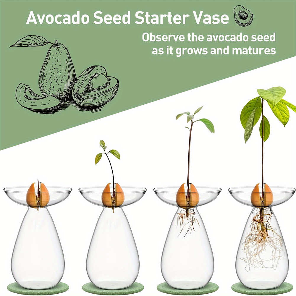 Avocado Seed Starter Hydroponi – Propagation Station Vase Bewertung und Preis