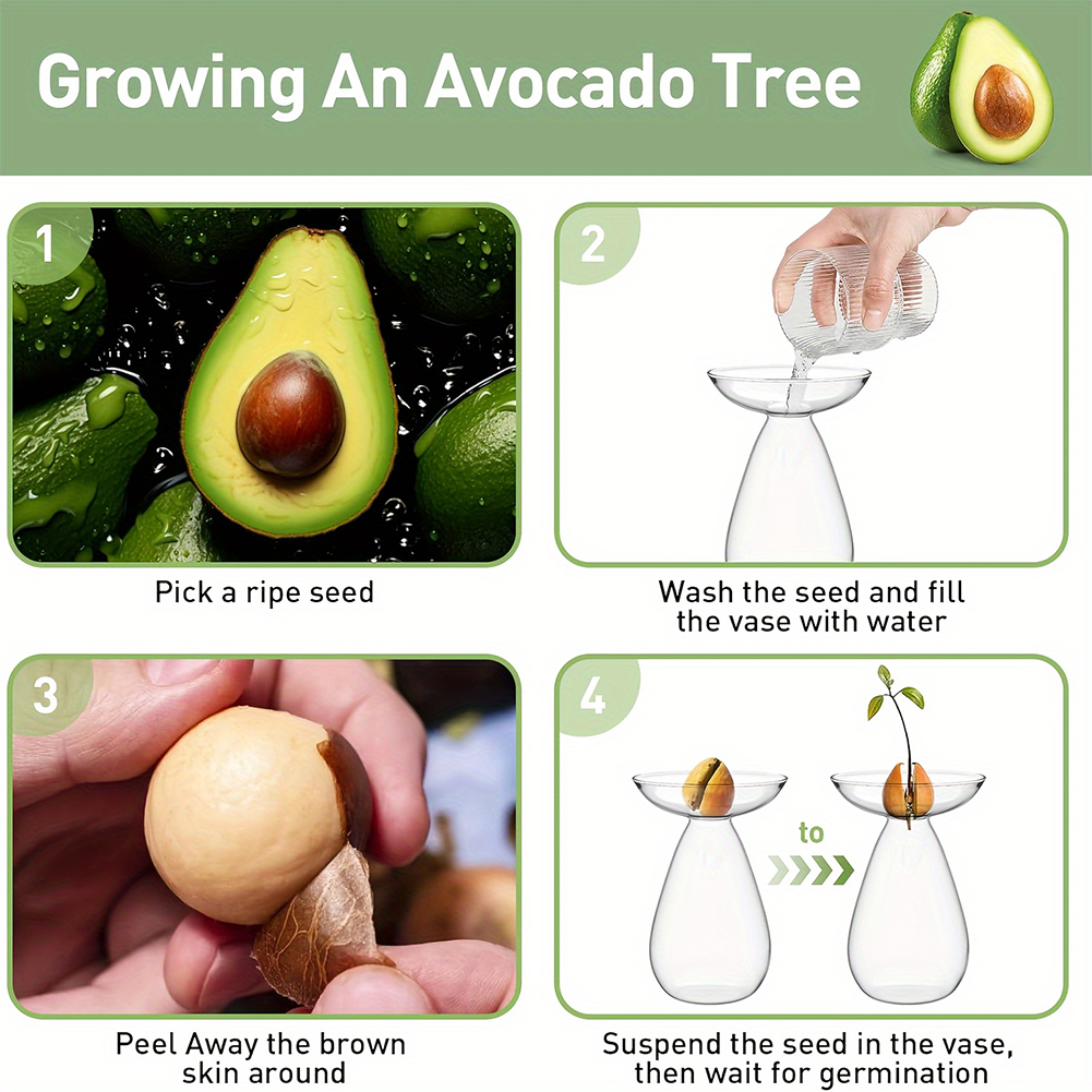 Avocado Seed Starter Hydroponi – Propagation Station Vase Bewertung und Preis