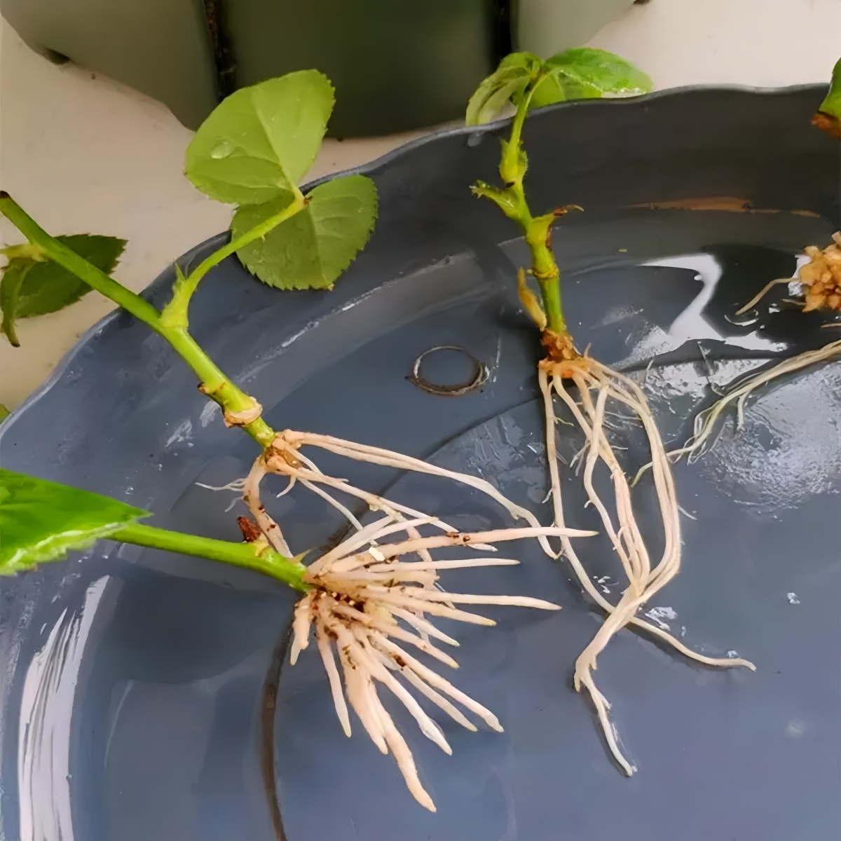 3-indoleacetic Acid IAA Auxina – Rooting Hormone Powder Bewertung und Preis