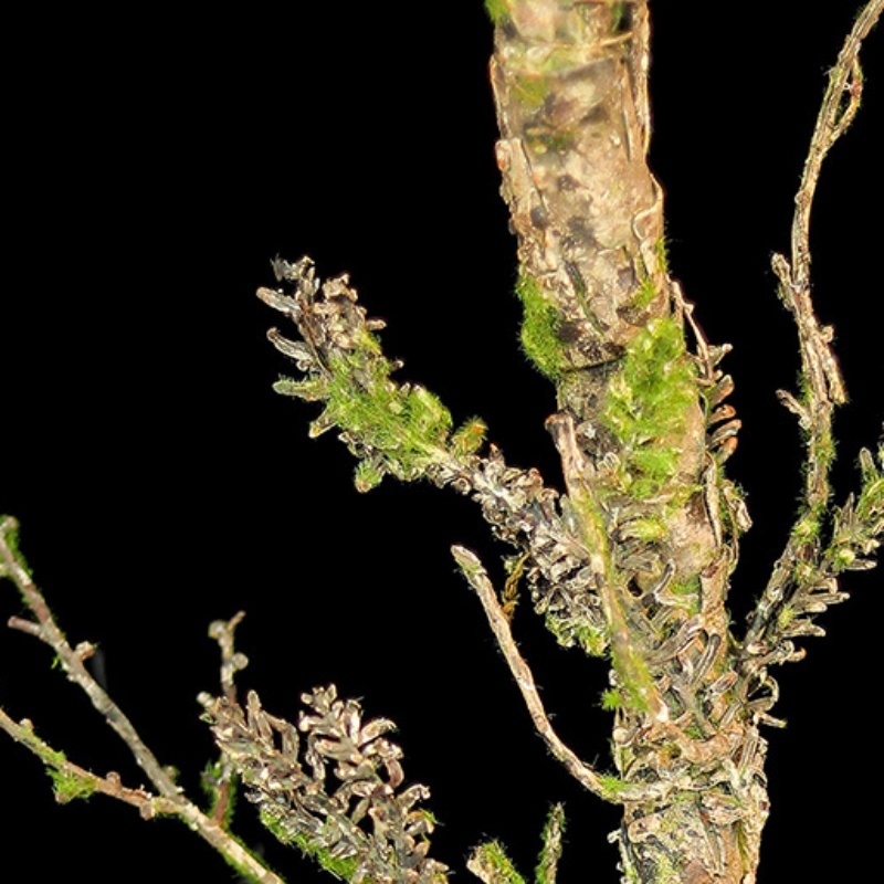 New Withered Vines Artificial  – Sphagnum Moss Dry Bewertung und Preis